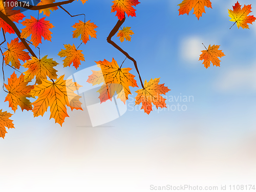 Image of Yellow maple, autumn.