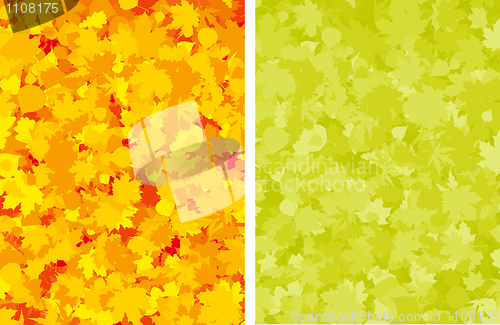 Image of Autumn colorful maple leaves.