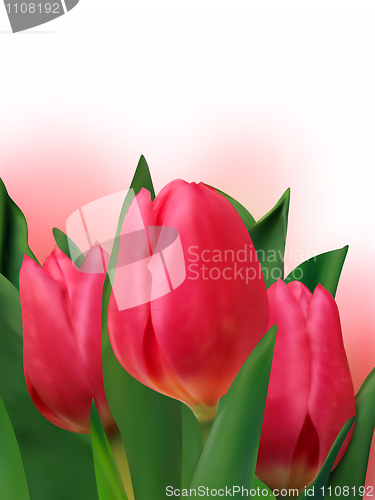 Image of Bouquet of the fresh tulips.