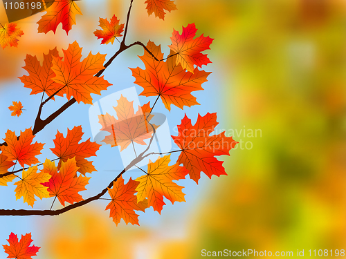 Image of Red maple tree leaves against blue sky.