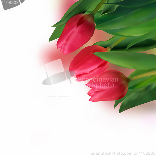 Image of Spring holiday red tulip.