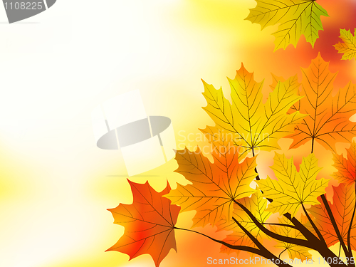 Image of Multi colored fall maple leaves background.
