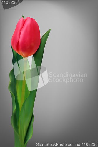 Image of Single red flower tulip.