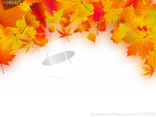 Image of Fallen autumn leaves background