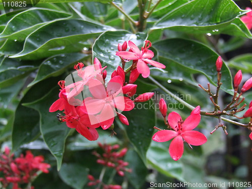 Image of tropical flower