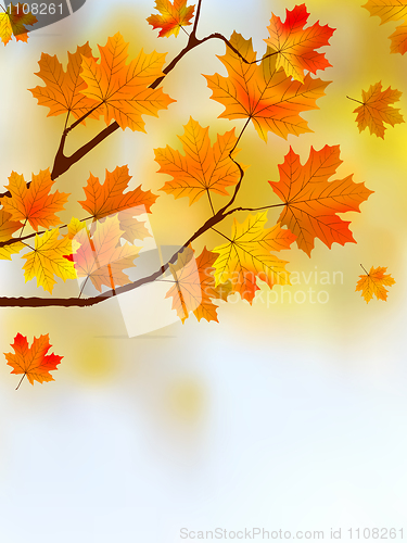 Image of Autumn falling  leafs.
