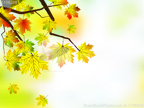 Image of Autumn leaves, very shallow focus.