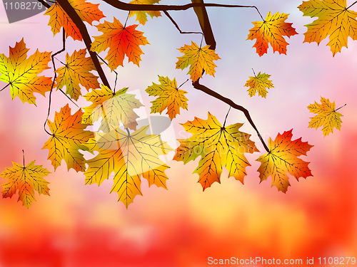 Image of Fall red maple forest background.
