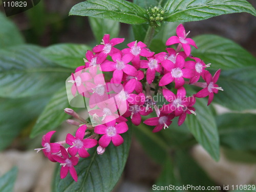 Image of tropical flower5