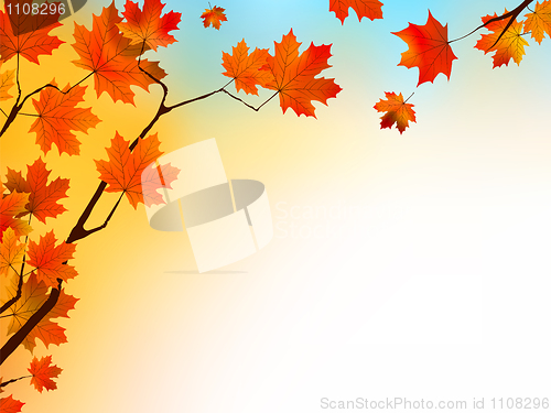 Image of Autumn background with maple leaves and blue sky.