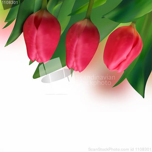 Image of Spring holiday red tulip.