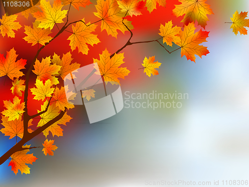 Image of Autumn yellow leaves, shallow focus.