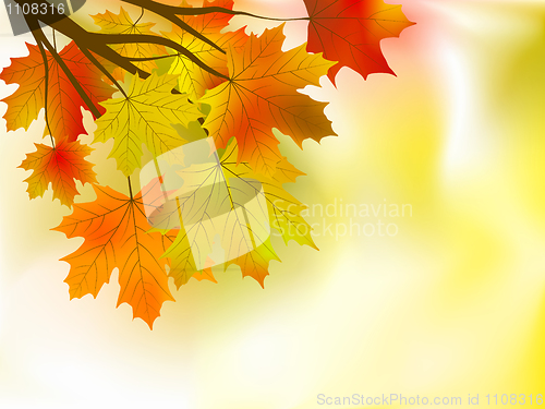 Image of autumn leaves background in a sunny day.