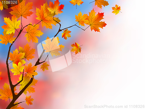 Image of Red maple leaves as a background or concept.