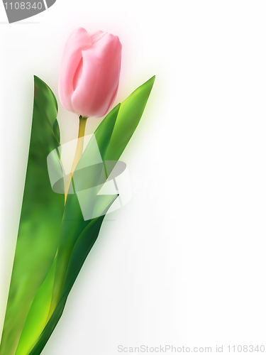 Image of Pink tulip flower.