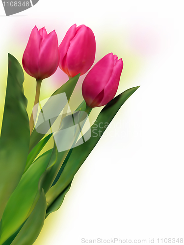 Image of Bouquet of the fresh tulips