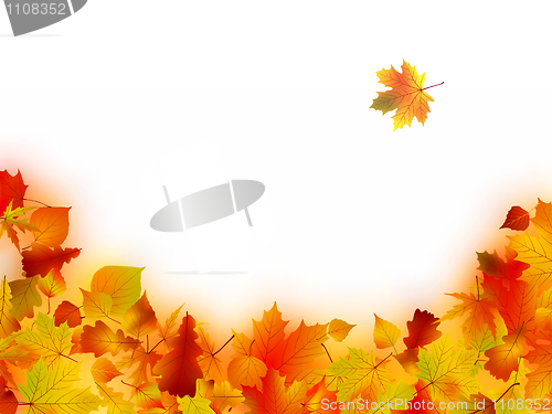 Image of Autumn Leaves