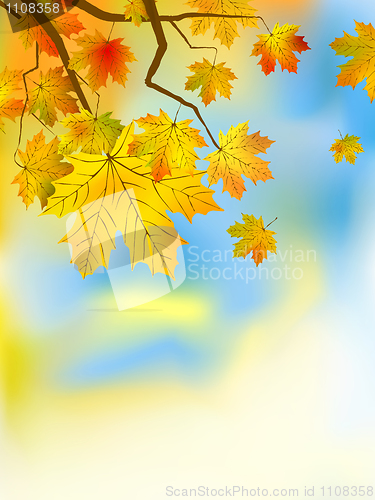 Image of Autumn leaves background in a sunny day.