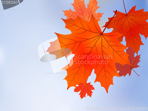 Image of Red fall maple tree leaves on blue sky background.