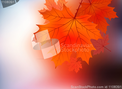 Image of Maple leaf against sunrise.