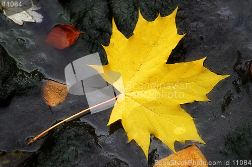 Image of Autumn Leaf