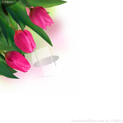 Image of Close-up pink tulips isolated on white.