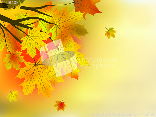 Image of Autumn leaves, very shallow focus.