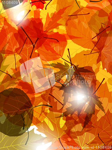 Image of Light through autumn leaves