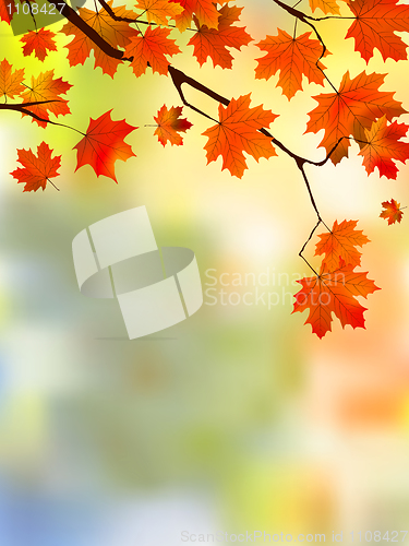 Image of Autumn red leaves, shallow focus.