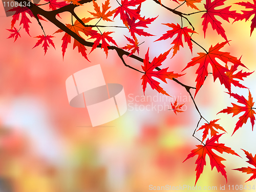 Image of Japanese maple.