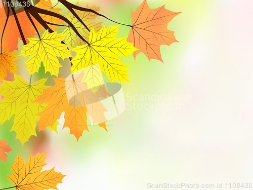 Image of Autumn leaves, very shallow focus.