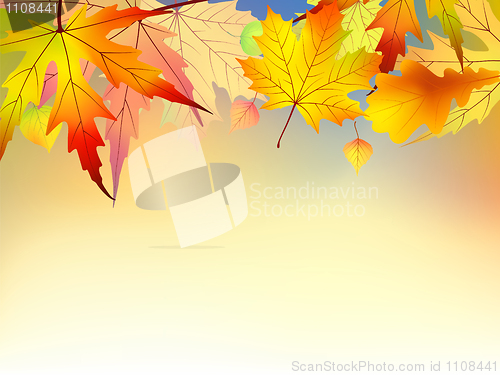 Image of Colorful autumn leaves background.