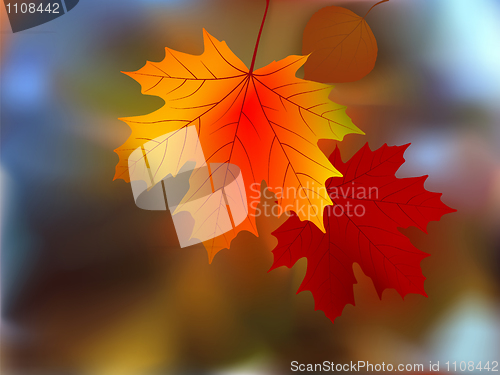 Image of Autumn leaves, very shallow focus.