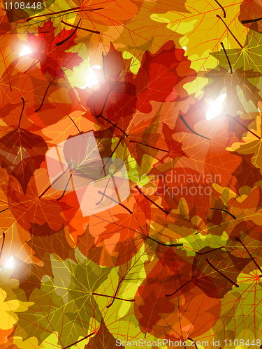 Image of Light through autumn leaves