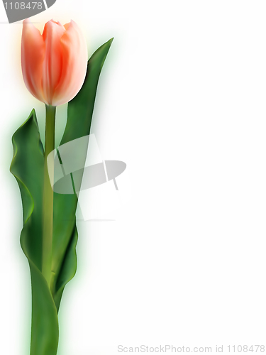 Image of Tulip. EPS 8 vector file included
