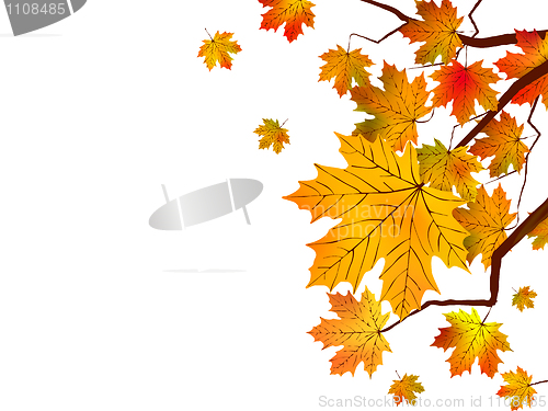 Image of Autumn leaves isolated in white.