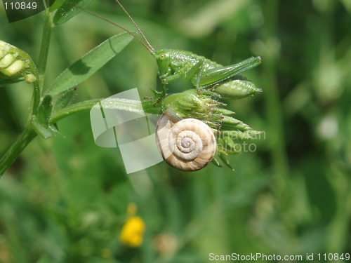 Image of Grashopper and Snail