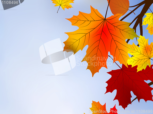 Image of Autumn red leaves, shallow focus.
