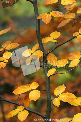 Image of Autumn Leaves