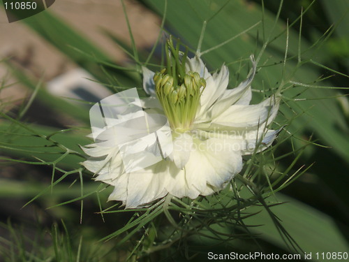 Image of White Blossoms