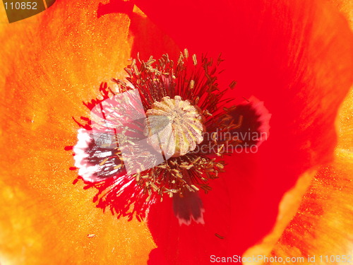 Image of Red Papaver