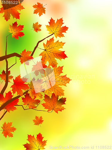 Image of Autumn leaves, very shallow focus.