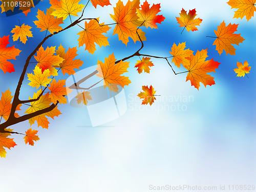 Image of Autumn colored leaf on blue sky.