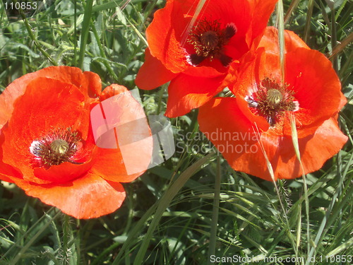 Image of Red Papavers