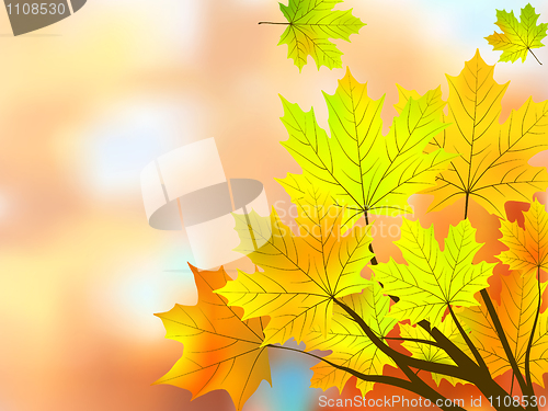 Image of Autumn maple leaves, very shallow focus.