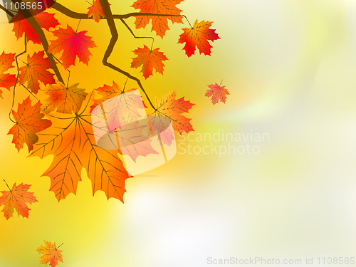 Image of Autumn red leaves, shallow focus.