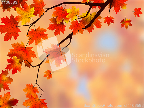 Image of Autumn Leaves, Very Shallow Focus