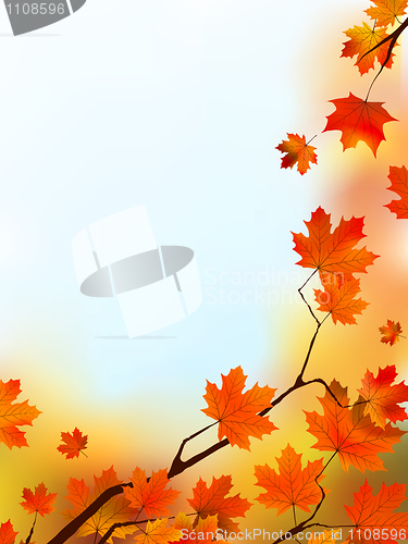 Image of Maple Tree Leaves against blue sky.