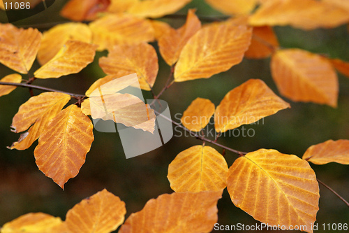 Image of Autumn Leaves