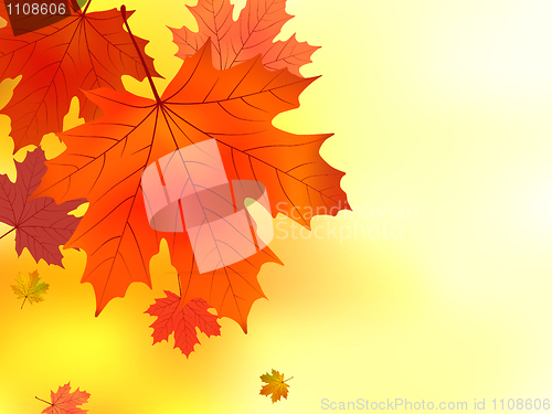 Image of Red and yellow leaves of a maple.